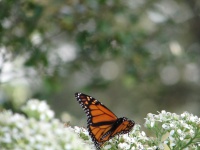 20100206 559.JPG